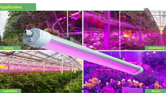 Spectre rose/LED étanche à spectre complet élèvent la lumière 150W avec la culture de semis médicaux/plantes de tomates